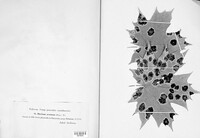 Rhytisma acerinum image